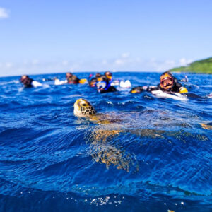 ウミガメ遭遇率95% 石垣島のアクティビティーショップマーレ石垣島